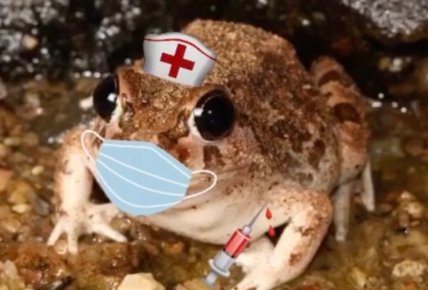 Toad, Four Year Degree in Bladder Holding