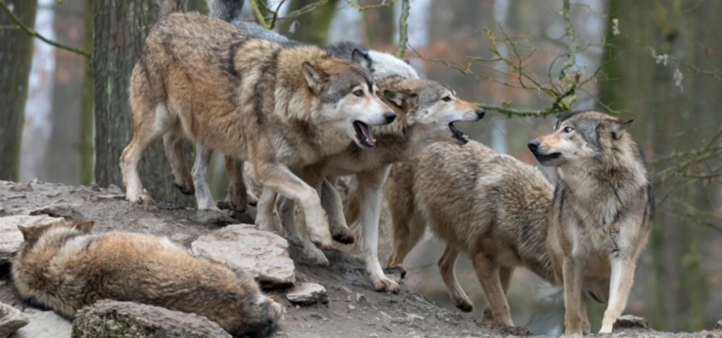Wolves in a Pack from Getty Images